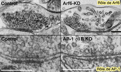 Rôles d'Arf6 et d'AP-1