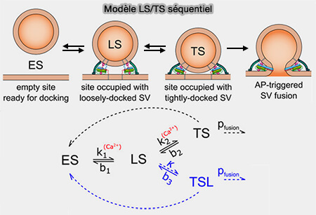Modèle LS/TS modifié