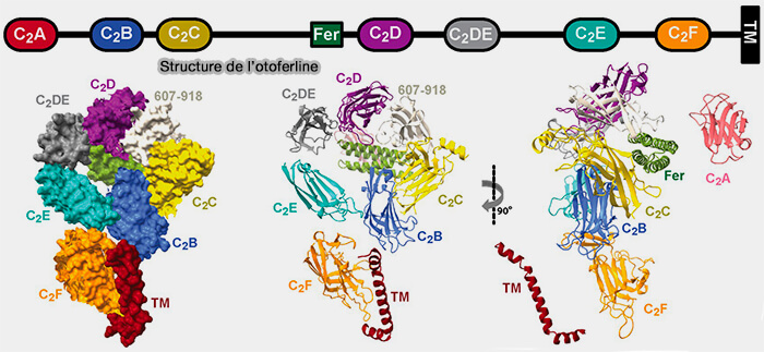Otoferline et autres senseurs calciques