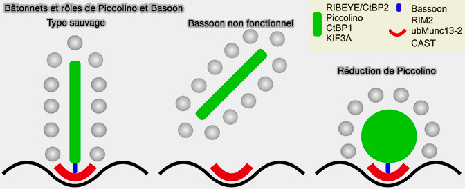 Bâtonnets et rôles de Piccolino et Basoon