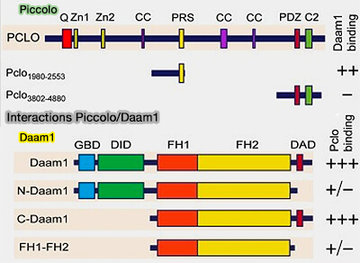 Interactions Piccolo/Daam1