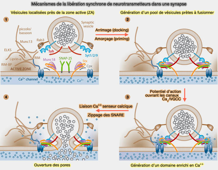 Mécanismes de la libération synchrone de neurotransmetteurs dans une synapse