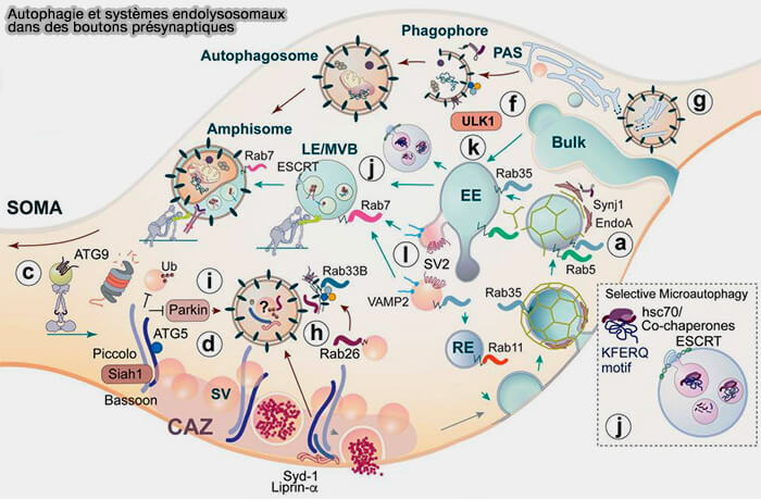 Autophagie et systèmes endolysosomaux dans des boutons présynaptiques