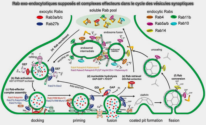 Fonctions supposées des Rab dans le cycle synaptique