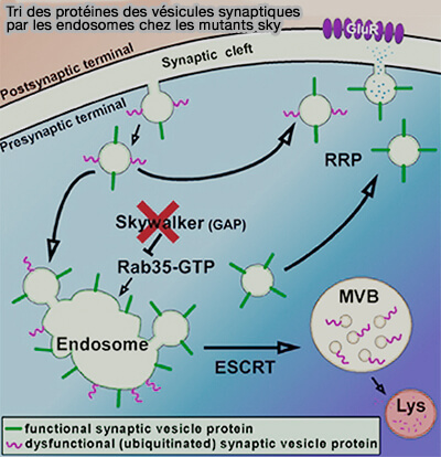 Tri des protéines (mutant sky)