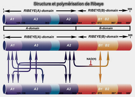 Structure et polymérisation de Ribeye
