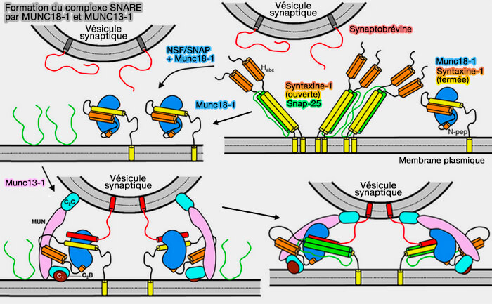 Complexe de fusion membranaire