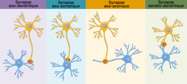 Classification des synapses selon le contact neuritique