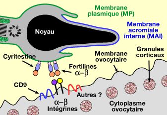 Fusion des membranes de l'ovule et du spermatozoïde
