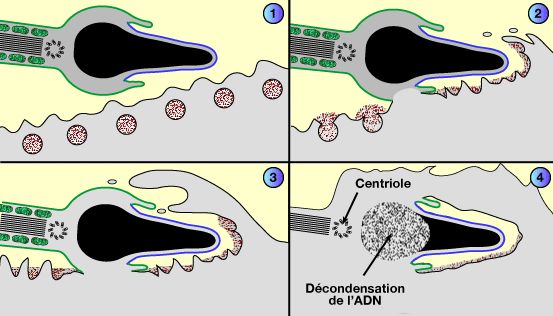 Devenir des organites du spermatozoïde après la fusion avec l'ovocyte
