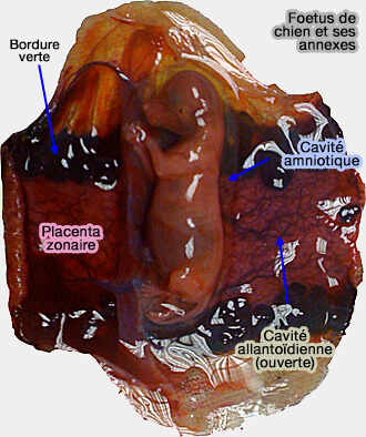 Annexes foetales du chien