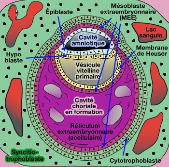 Les membranes fœtales : développement embryologique, structure et  physiopathologie de la rupture prématurée avant terme - ScienceDirect