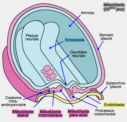 Embryon triblastique