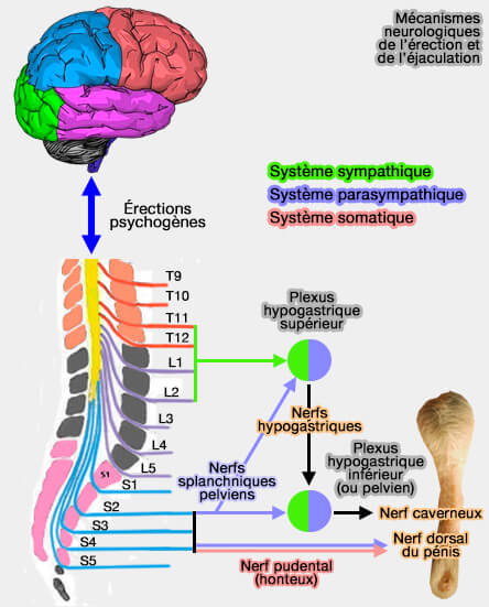Mécanismes neurologiques de l'érection et de l'éjaculation