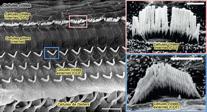 Cellules ciliées auditives 