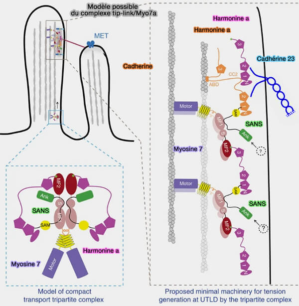 Modèle du complexe tip-lik/myosine 7a