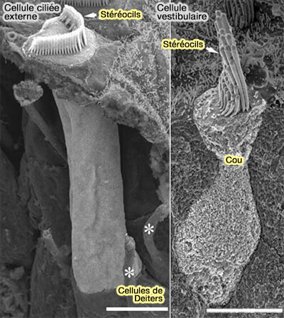 Cellules ciliées auditives et vestibulaires