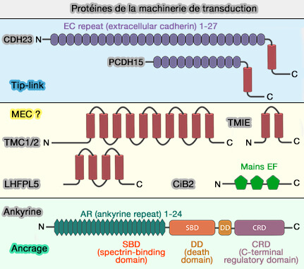 Protéines de la machinerie de transduction