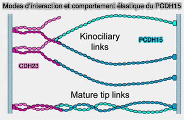 Conformation dimérique de PCDH15