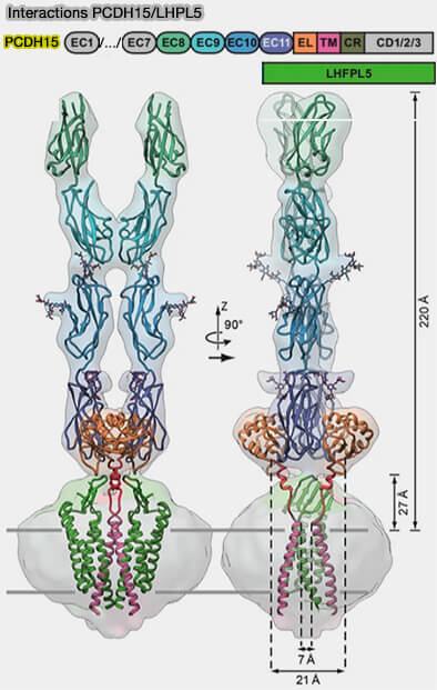 Conformation dimérique de PCDH15