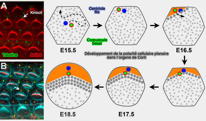 Développement de la polarité cellulaire planaire dans l'organe de Corti