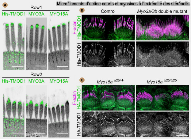 Microfilaments d'actine courts et myosines à l'extrémité des stéréocils
