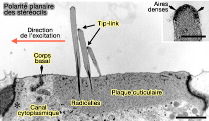Polarité planaire des stéréocils