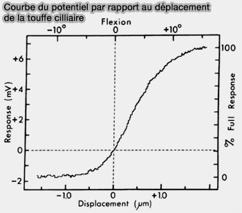 Courbe de potentiel des stéréocils