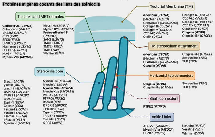 Cellules ciliées auditives 