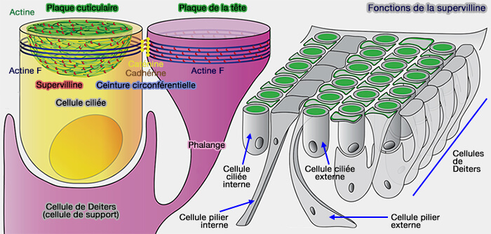 Modèle de la supervilline dans la plaque cuticulaire
