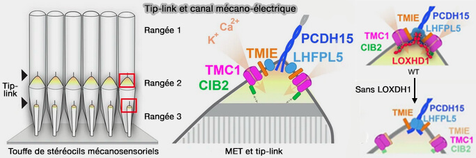 Tip-link et canal mécano-électrique