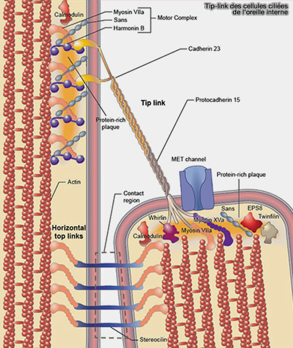 Tip-link des cellules ciliées de l'oreille interne