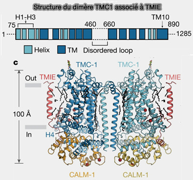 Structure du dimère TMC1 associé à TMIE