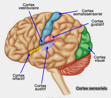 Cortex sensoriels