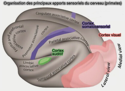 Apports sensoriels(primates)