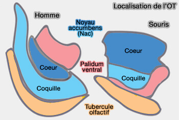 Localisation de l'OT