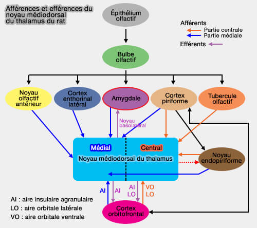 Afférences et efférences du noyau médio-dorsal du thalamus du rat