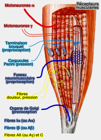 Récepteurs musculaires et tendineux