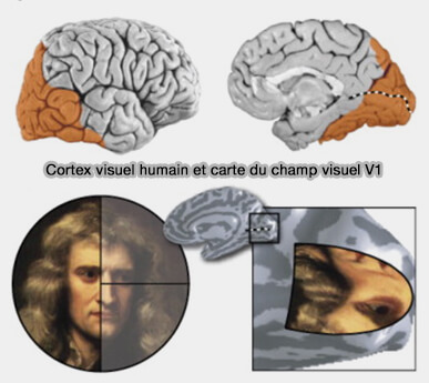 Rétinocopie du cortex visuel primaire (V1)
