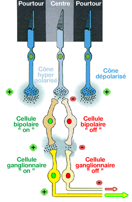 Réponses des champs récepteurs des cellules rétiniennes
