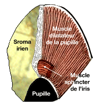 Iris et muscles iriens
