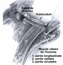 Muscle ciliaire de l'homme