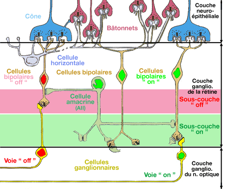 Connexions des différentes cellules rétiniennes