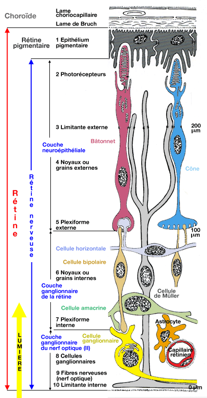 Structure de la rétine