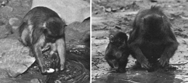 Macaques lavant les patates douces