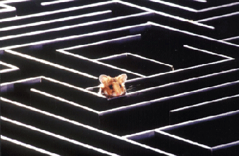 Rat dans un labyrinthe